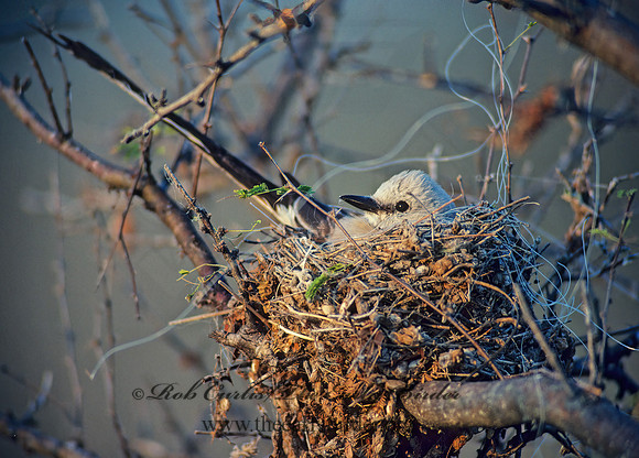 Tyrannus forficatus SCISSOR-TAILED FLYCATCHER 54310z