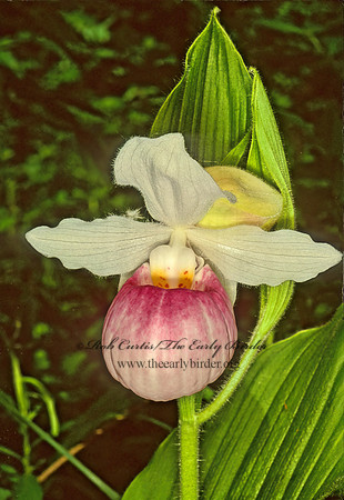 Cypripedium reginae  SHOWY LADY'S SLIPPER 95509z