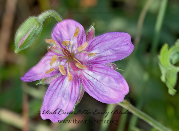 Geranium caespitosum  PURPLE CLUSTER GERANIUM~ 7009669z