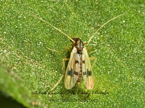 Polypedilum scalaenum CHIRONOMINI MIDGE 5010752 z