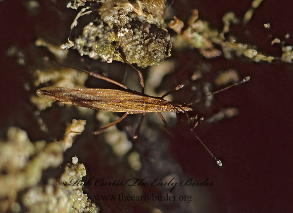 Berytinus minor 39219z