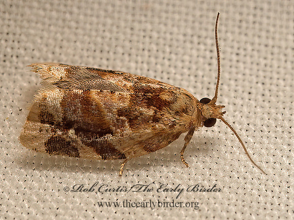 Argyrotaenia velutinana  RED-BANDED LEAFROLLER 9050210z