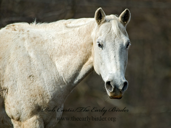 Equus caballus  HORSE 6002569z