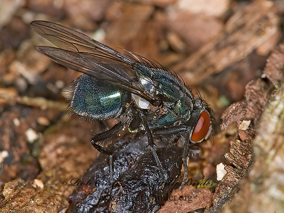 Eudasyphora  MUSCID FLY~ 6016995z