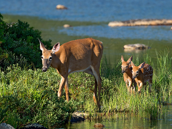 Odocoileus virginianus  WHITE-TAILED DEER 9036345z