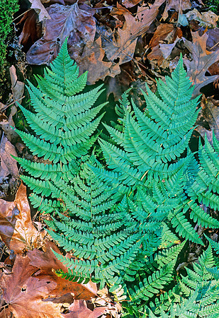 Dryopteris marginalis  MARGINAL SHIELD FERN 213925z