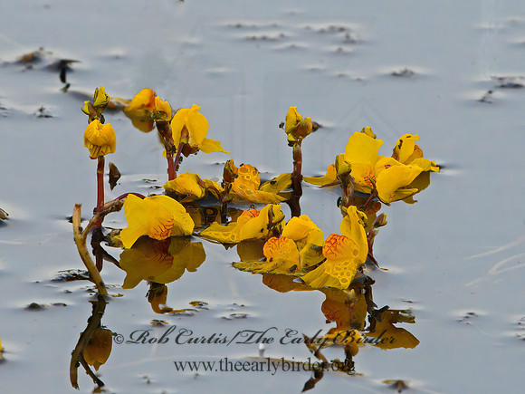 Utricularia macrorhiza  COMMON BLADDERWORT 9063832z