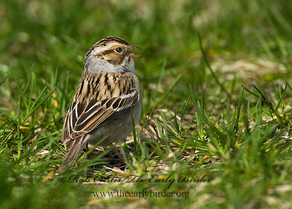 Spizella pallida  CLAY-COLORED SPARROW 8002439z