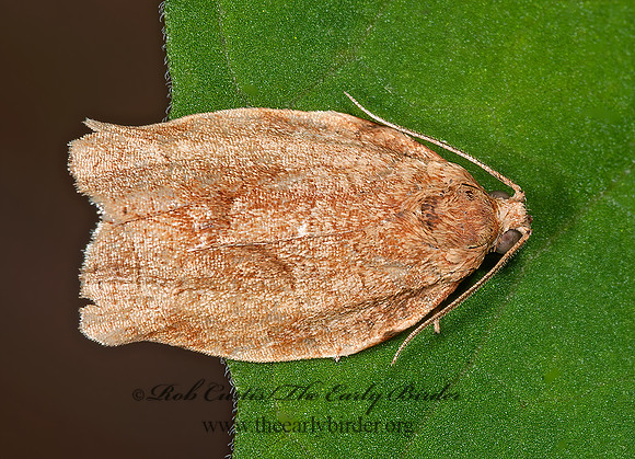 Choristoneura rosaceana OBLIQUE-BANDED LEAFROLLER 8033009z