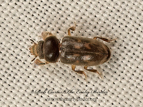 Heterocerus  VARIEGATED MUD-LOVING BEETLE 9048958z