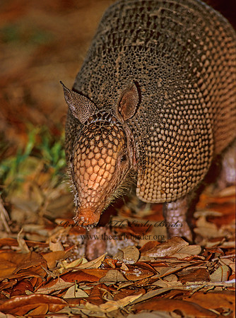 Dasypus novemcinctus  9-BANDED ARMADILLO 273430z