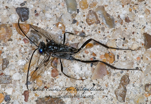Evaniia appendigasteri 7005900z