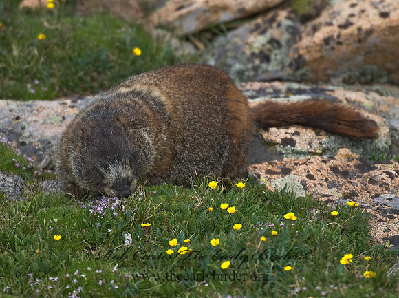 Marmota flaviventris  YELLOW-BELLIED MARMOT 7010507z