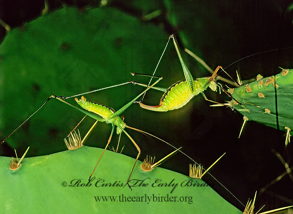 Dichopetala catinata SPOON-TAILED SHORT-WING KATYDID 70618z