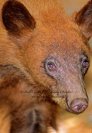 Ursus americanus  BLACK BEAR  95403z