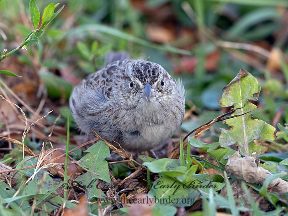Peucaea cassinii  CASSIN'S SPARROW 3027670