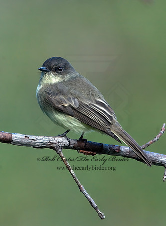 Sayornis phoebe  EASTERN PHOEBE 6017360z