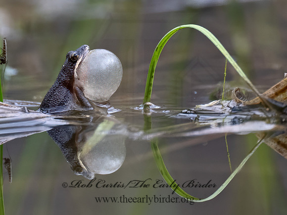 Pseudacris maculata BOREAL CHORUS FROG 9075556i