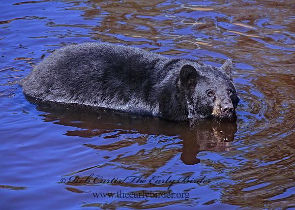 Ursus americanus  BLACK BEAR  302021z