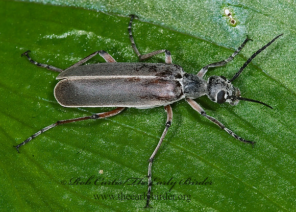 Epicauta nigritarsus 6024918 z