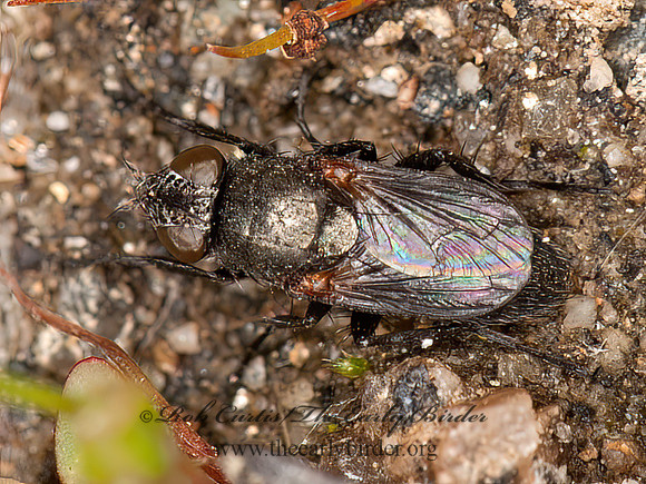 Kirbya  VORIINI TACHINID FLY 8037186z