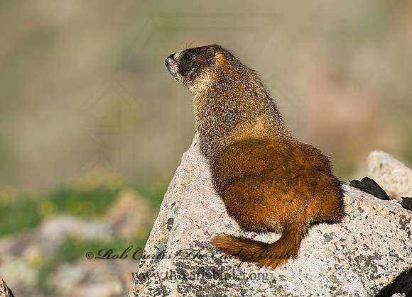 Marmota flaviventris  YELLOW-BELLIED MARMOT 7010594z