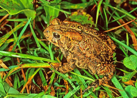 Anaxyrus americanus  AMERICAN TOAD 115903 z