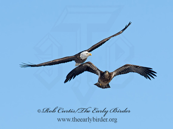 Haliaeetus leucocephalus  BALD EAGLE 9019093z