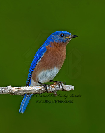 Sialia sialis  EASTERN BLUEBIRD 6003744z
