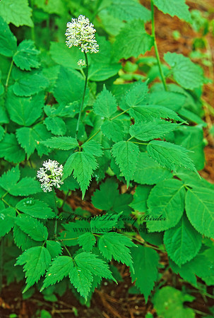 Actaea pachypoda  WHITE BANEBERRY~ 290015z