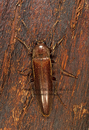 Enchodes sericea 291209z