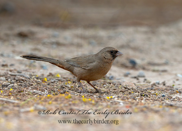 Melozone aberti  ABERT'S TOWHEE 9056816 copyz