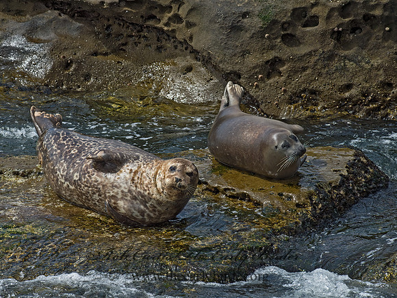 Phoca vitulina  HARBOR SEAL 9055746z