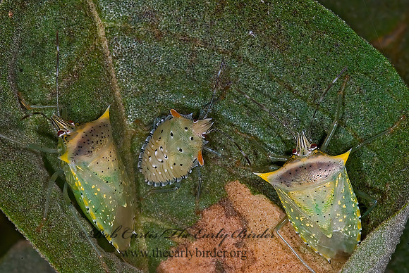 Arvelius albopunctulatus 7005378z