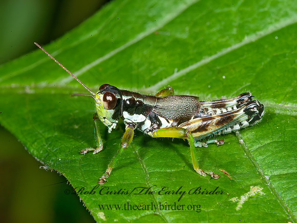 Melanoplus viridipes grp  GREEN-LEGGED GRASSHOPPER  8033085z