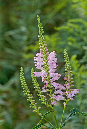 Physostegia virginiana  OBEDIENT PLANT 269406z