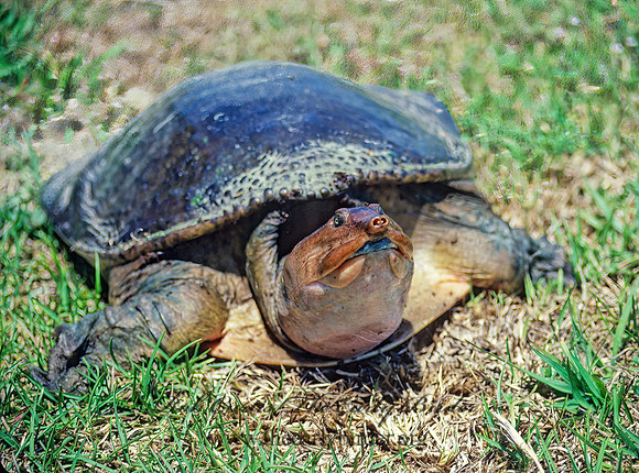 Apalone ferox  FLORIDA SOFTSHELL TURTLE 19030.1 z
