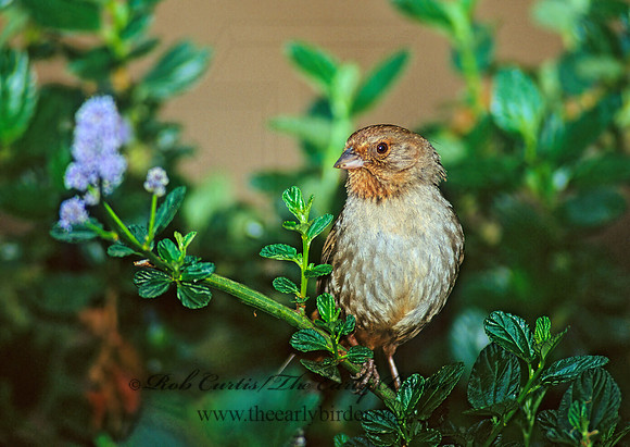 Melozone crissalis  CALIFORNIA TOWHEE 105805z