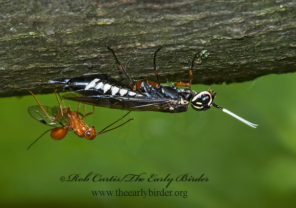 Xiphydria maculata & Aulacus burquei 5008337z