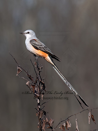 Tyrannus forficatus SCISSOR-TAILED FLYCATCHER 9091900z