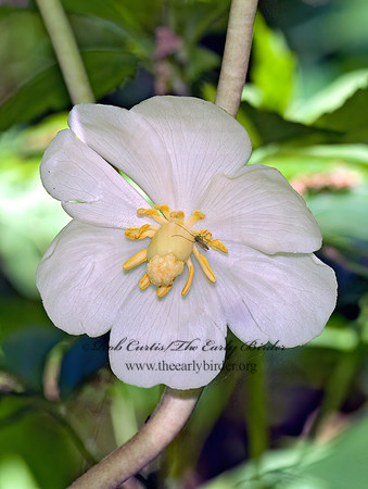 Podophyllum peltatum  MAYAPPLE 7016597z