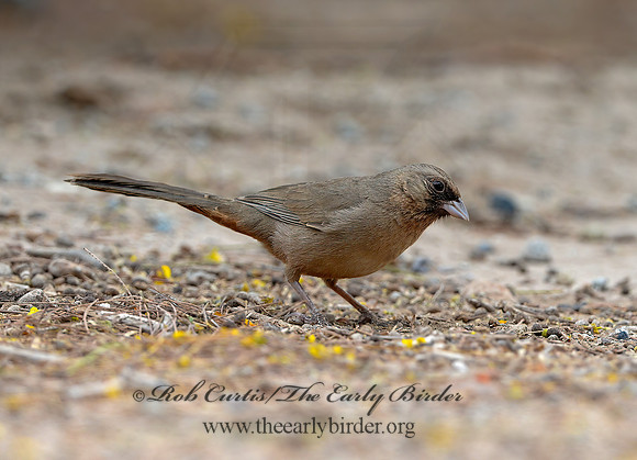 Melozone aberti  ABERT'S TOWHEE 9056817 copyz