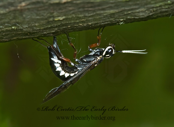 Xiphydria maculata 5008305z