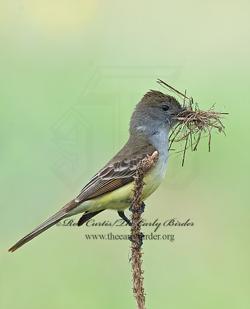 Myiarchus tyrannulus  BROWN-CRESTED FLYCATCHER 7006195z