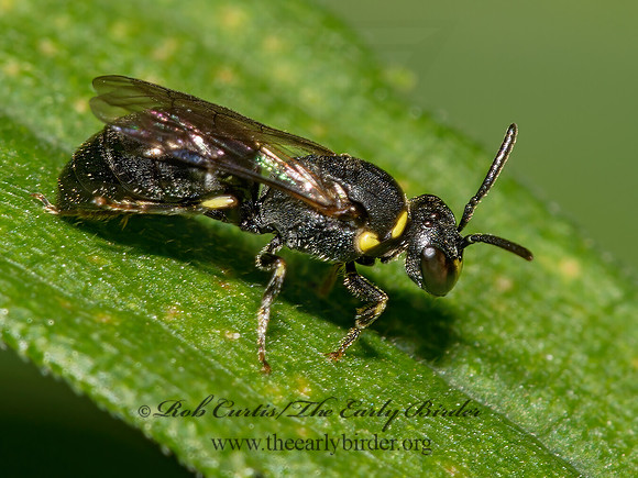 Hylaeus (Prosopis) modestus 9003210z