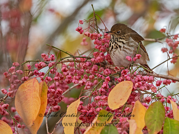 Catharus guttatus  HERMIT THRUSH 3027514z