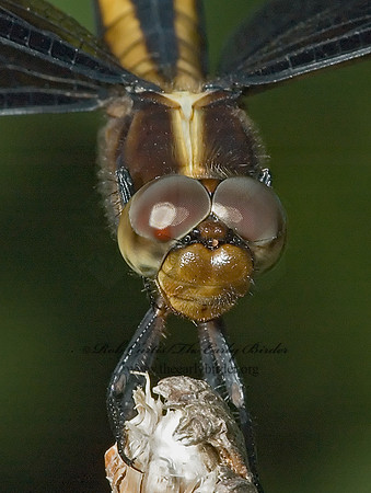 Libellula luctuosa WIDOW SKIMMER 5009029 F