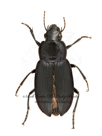 Notiobia 9020620  z