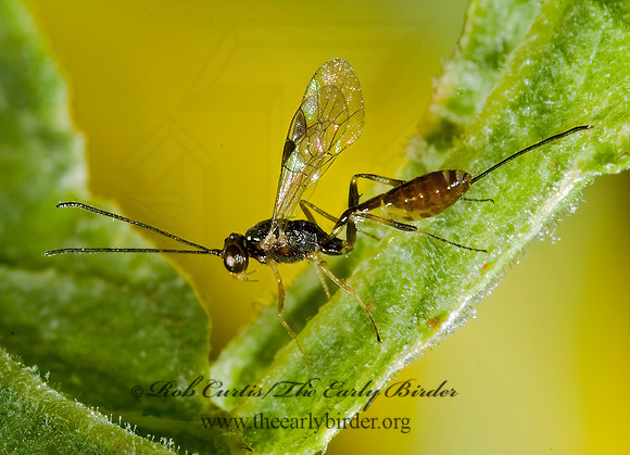 Cremastinae~5013753z