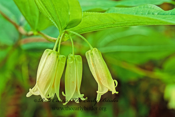 Disporum smithii -SMITH'S FAIRYBELL 150328z
